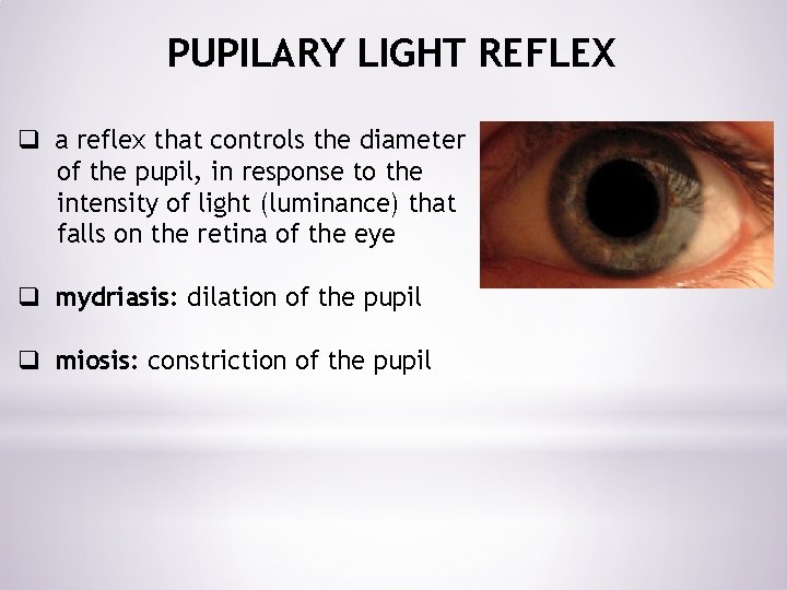PUPILARY LIGHT REFLEX q a reflex that controls the diameter of the pupil, in