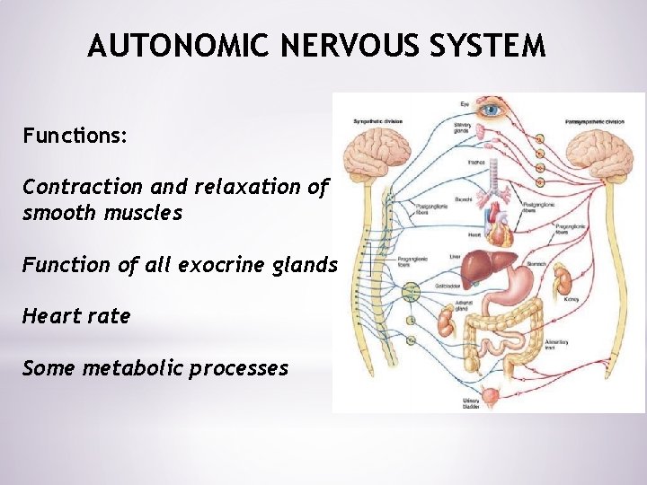 AUTONOMIC NERVOUS SYSTEM Functions: Contraction and relaxation of smooth muscles Function of all exocrine