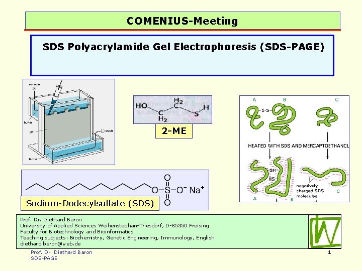 COMENIUS-Meeting SDS Polyacrylamide Gel Electrophoresis (SDS-PAGE) 2 -ME Sodium-Dodecylsulfate (SDS) Prof. Dr. Diethard Baron