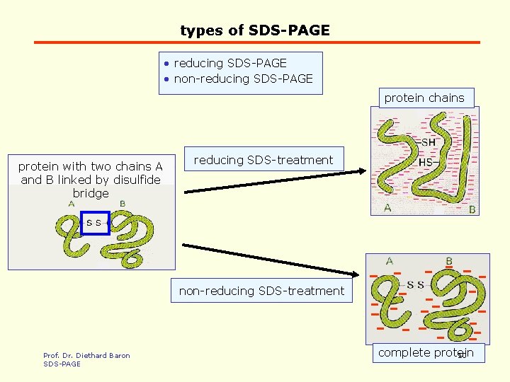 types of SDS-PAGE • reducing SDS-PAGE • non-reducing SDS-PAGE protein chains protein with two