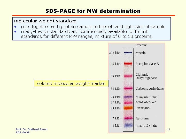 SDS-PAGE for MW determination molecular weight standard • runs together with protein sample to