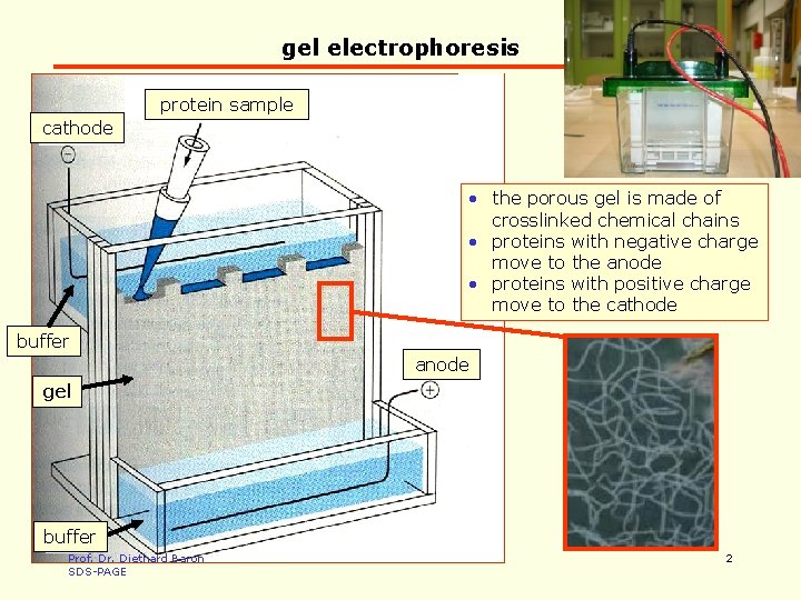 gel electrophoresis protein sample cathode • the porous gel is made of crosslinked chemical