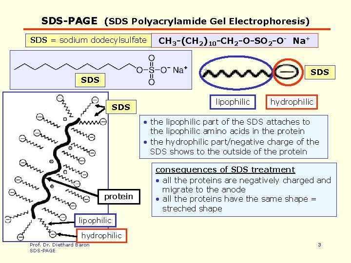SDS-PAGE (SDS Polyacrylamide Gel Electrophoresis) SDS = sodium dodecylsulfate CH 3 -(CH 2)10 -CH