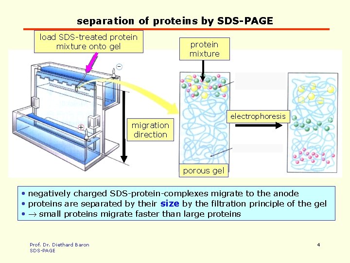 separation of proteins by SDS-PAGE load SDS-treated protein mixture onto gel protein mixture -