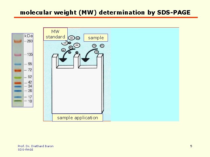 molecular weight (MW) determination by SDS-PAGE k. Da MW standard sample migration sample application