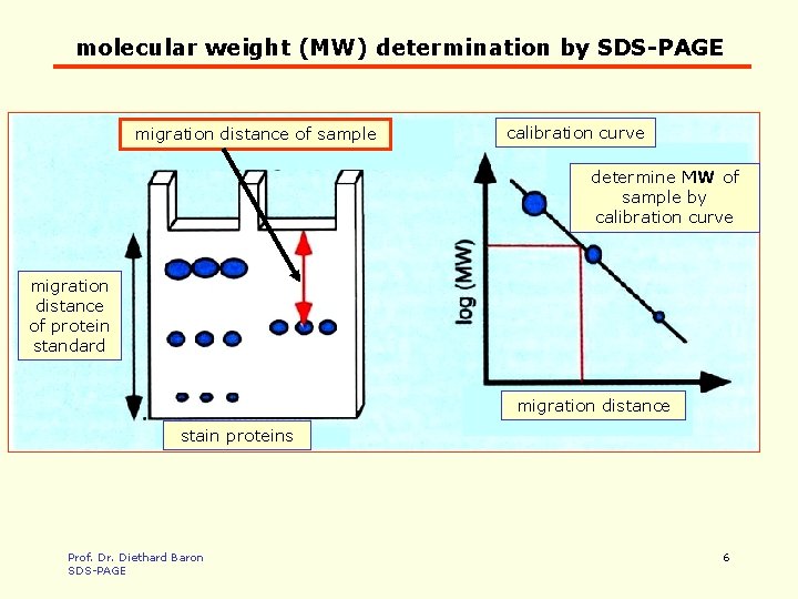 molecular weight (MW) determination by SDS-PAGE migration distance of sample calibration curve determine MW