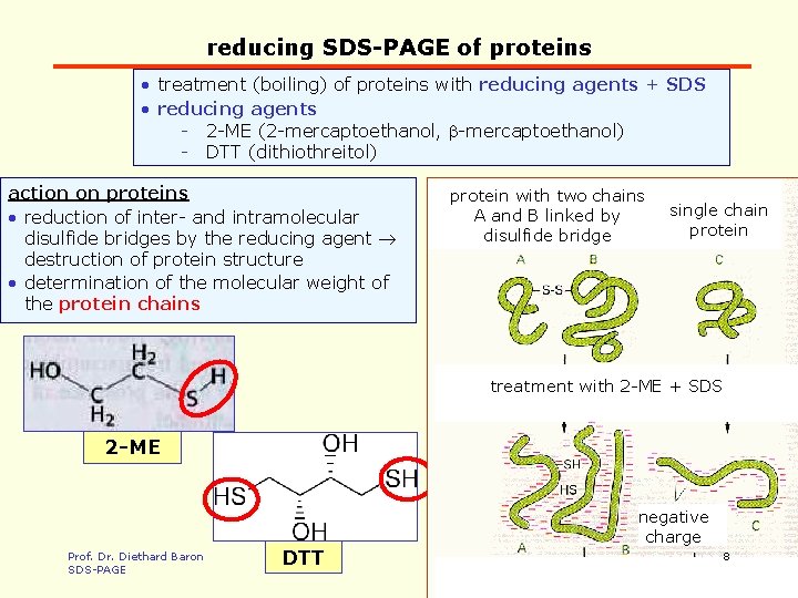 reducing SDS-PAGE of proteins • treatment (boiling) of proteins with reducing agents + SDS