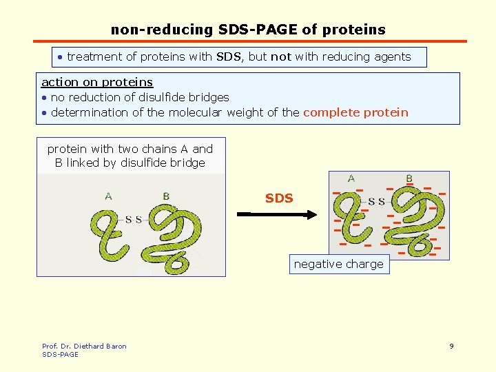 non-reducing SDS-PAGE of proteins • treatment of proteins with SDS, but not with reducing