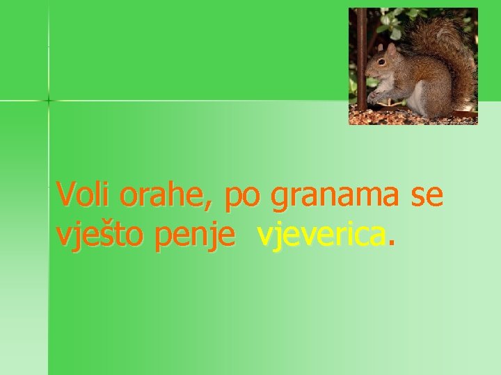 Voli orahe, po granama se vješto penje vjeverica. 