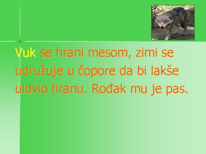 Vuk se hrani mesom, zimi se udružuje u čopore da bi lakše ulovio hranu.