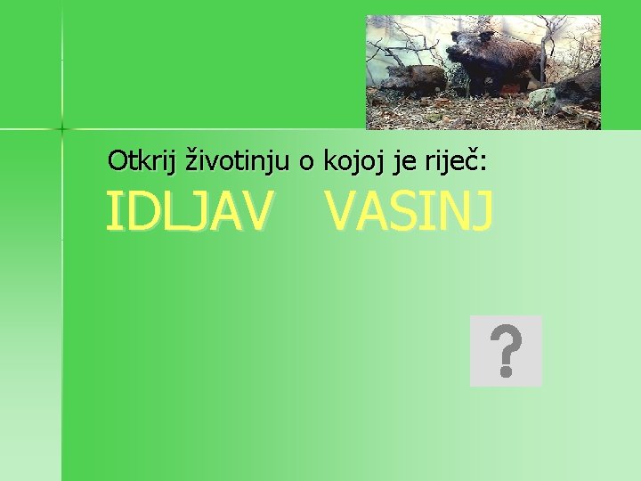 Otkrij životinju o kojoj je riječ: IDLJAV VASINJ 
