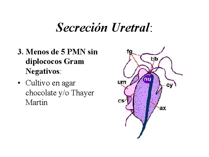 Secreción Uretral: 3. Menos de 5 PMN sin diplococos Gram Negativos: • Cultivo en