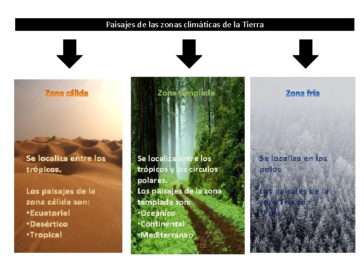 Paisajes de las zonas climáticas de la Tierra Zona templada Se localiza entre los