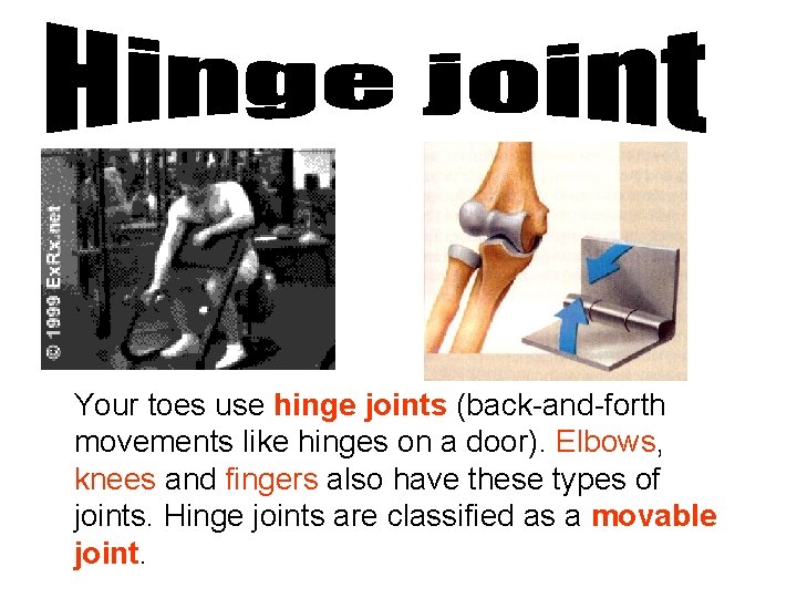 Your toes use hinge joints (back-and-forth movements like hinges on a door). Elbows, knees