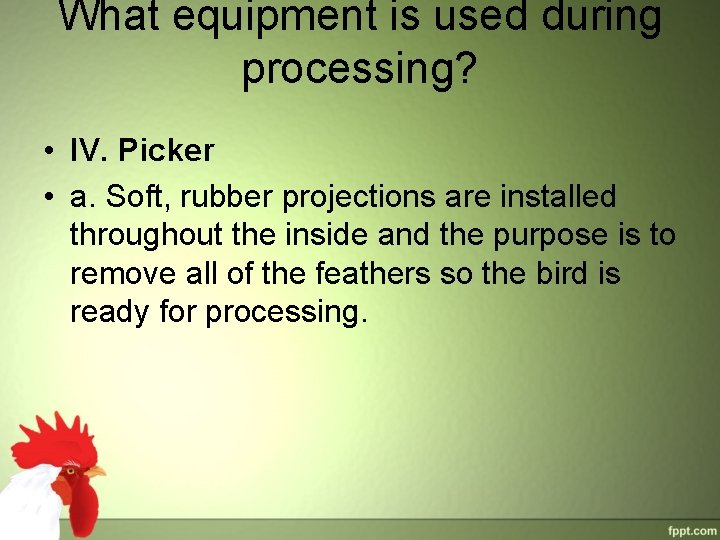 What equipment is used during processing? • IV. Picker • a. Soft, rubber projections What equipment is used during processing? • IV. Picker • a. Soft, rubber projections