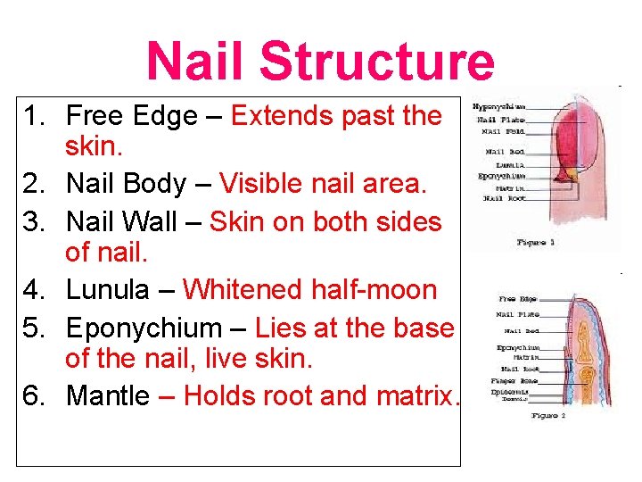 Nail Structure 1. Free Edge – Extends past the skin. 2. Nail Body –