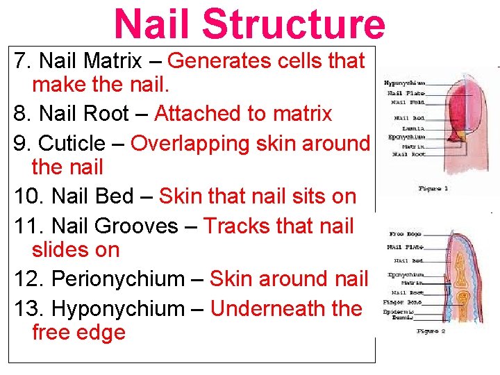 Nail Structure 7. Nail Matrix – Generates cells that make the nail. 8. Nail