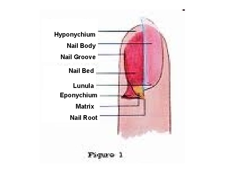 Hyponychium Nail Body Nail Groove Nail Bed Lunula Eponychium Matrix Nail Root 