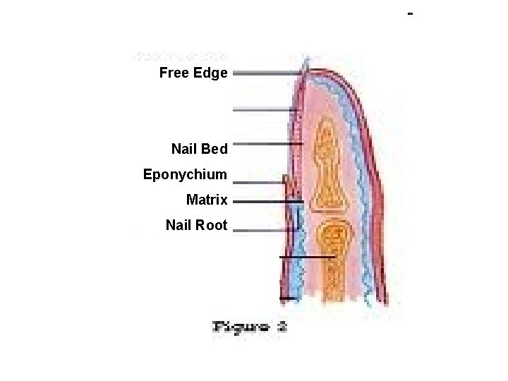 Free Edge Nail Bed Eponychium Matrix Nail Root 