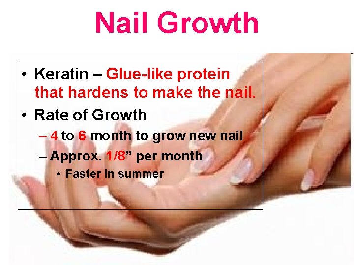 Nail Growth • Keratin – Glue-like protein that hardens to make the nail. •