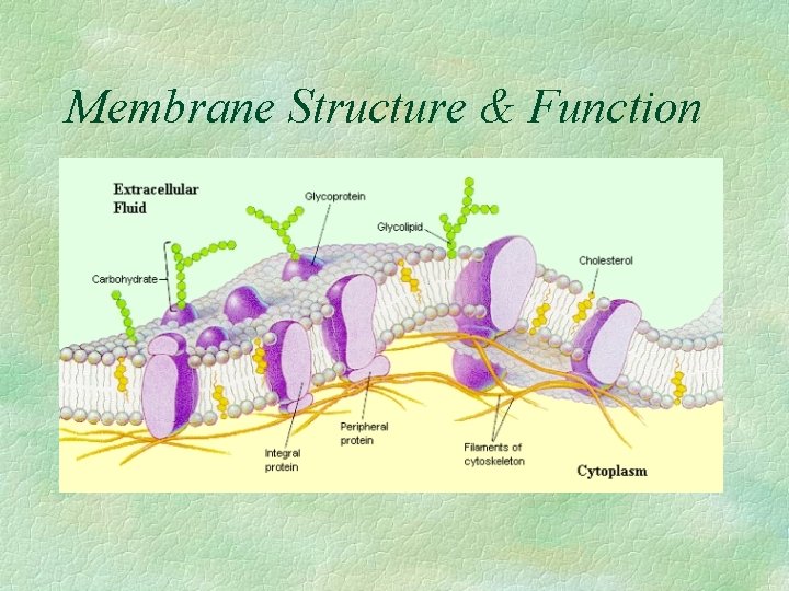 Membrane Structure & Function 