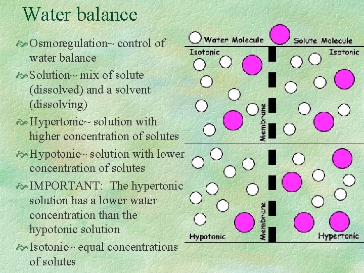 Water balance Osmoregulation~ control of water balance Solution~ mix of solute (dissolved) and a