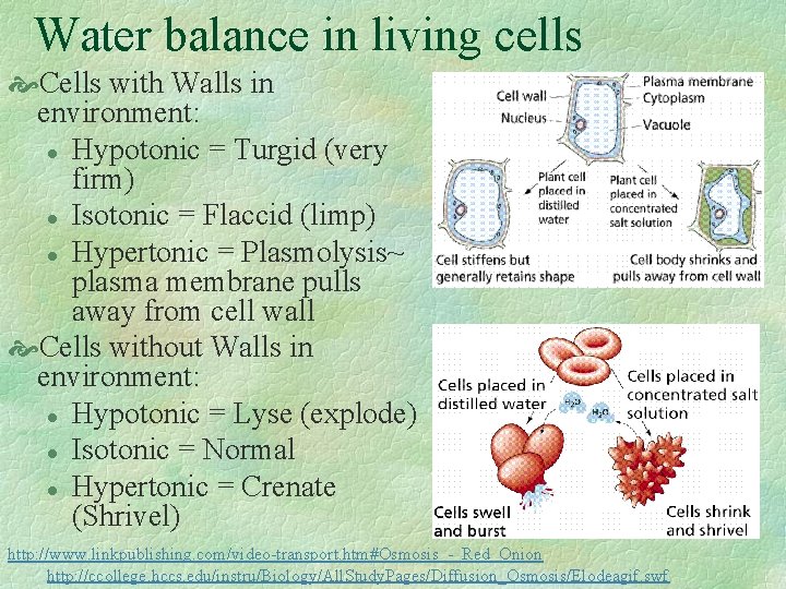 Water balance in living cells Cells with Walls in environment: l Hypotonic = Turgid