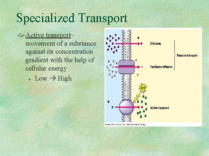 Specialized Transport Active transport~ movement of a substance against its concentration gradient with the