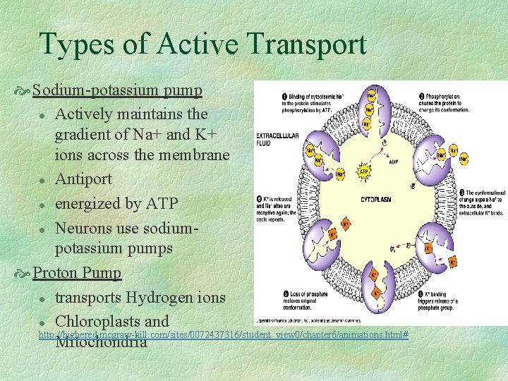 Types of Active Transport Sodium-potassium pump l Actively maintains the gradient of Na+ and