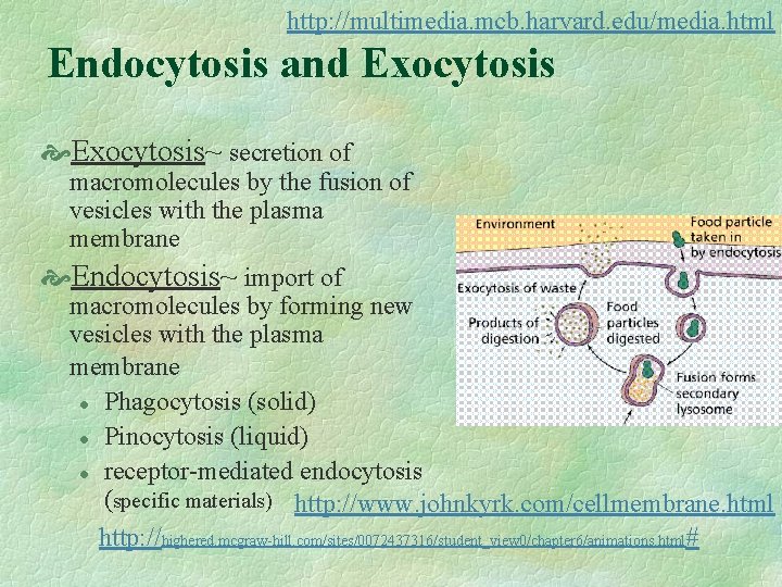 http: //multimedia. mcb. harvard. edu/media. html Endocytosis and Exocytosis~ secretion of macromolecules by the