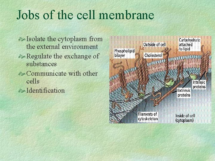 Jobs of the cell membrane Isolate the cytoplasm from the external environment Regulate the