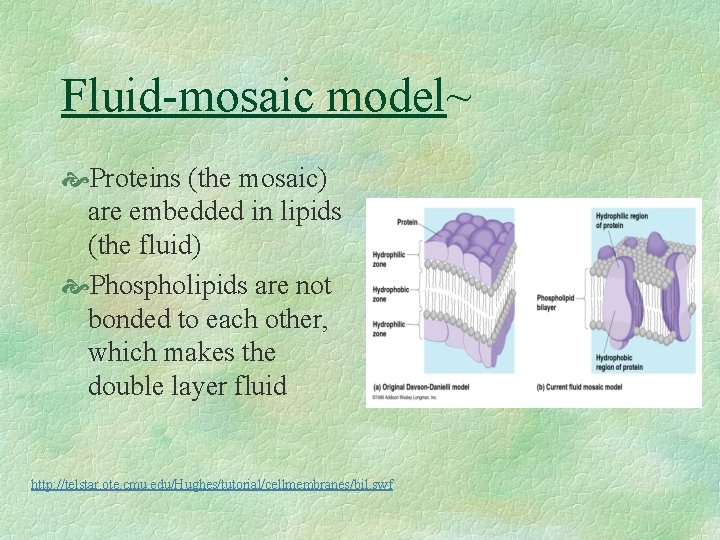 Fluid-mosaic model~ Proteins (the mosaic) are embedded in lipids (the fluid) Phospholipids are not