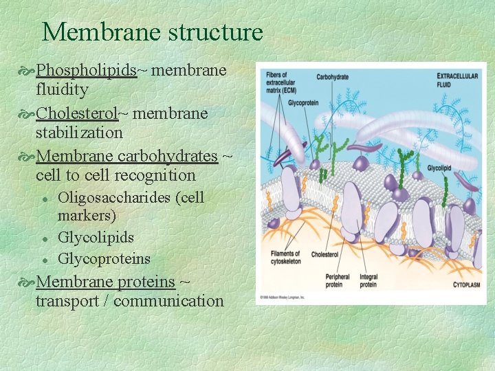 Membrane structure Phospholipids~ membrane fluidity Cholesterol~ membrane stabilization Membrane carbohydrates ~ cell to cell