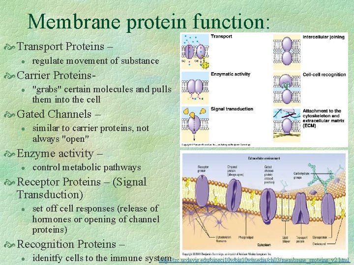 Membrane protein function: Transport Proteins – l regulate movement of substance Carrier Proteinsl "grabs"
