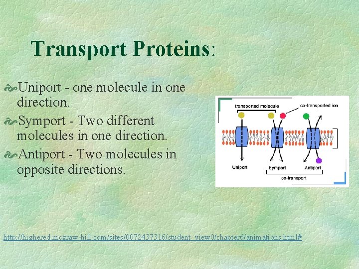 Transport Proteins: Uniport - one molecule in one direction. Symport - Two different molecules