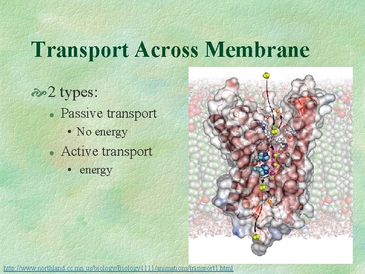 Transport Across Membrane 2 types: l Passive transport • No energy l Active transport