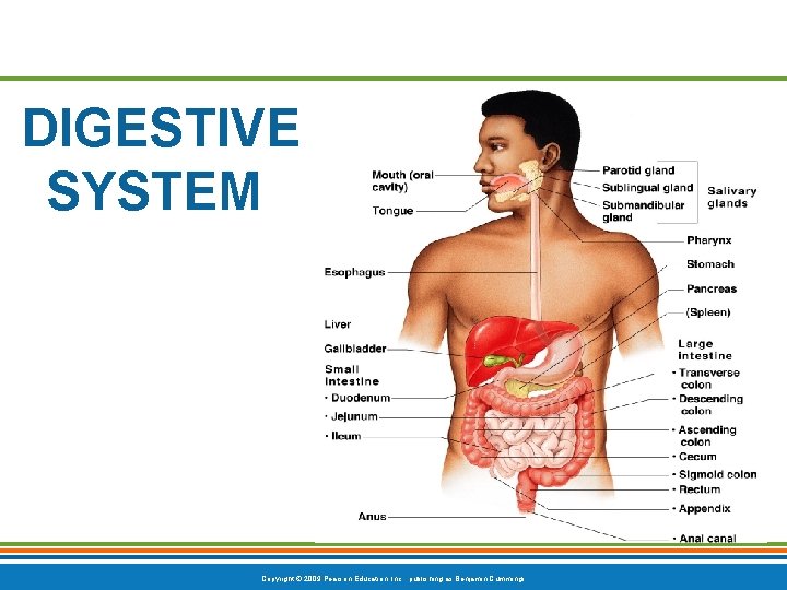 DIGESTIVE SYSTEM Copyright © 2009 Pearson Education, Inc. , publishing as Benjamin Cummings 
