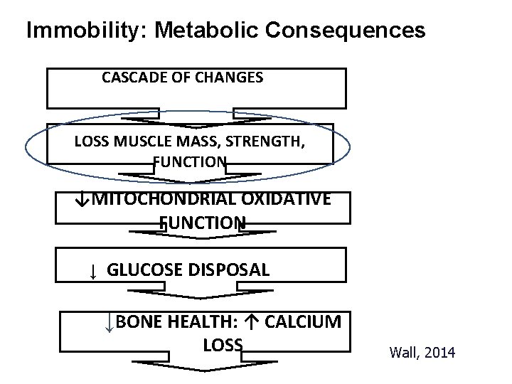 Immobility: Metabolic Consequences CASCADE OF CHANGES LOSS MUSCLE MASS, STRENGTH, FUNCTION ↓MITOCHONDRIAL OXIDATIVE FUNCTION