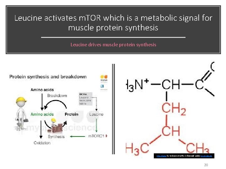 Leucine activates m. TOR which is a metabolic signal for muscle protein synthesis Leucine