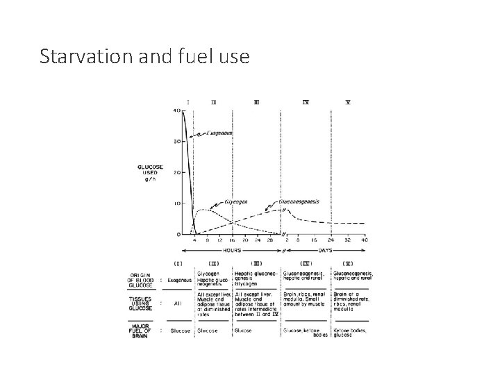 Starvation and fuel use 