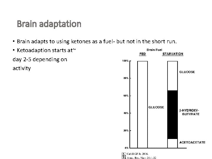 Brain adaptation • Brain adapts to using ketones as a fuel- but not in