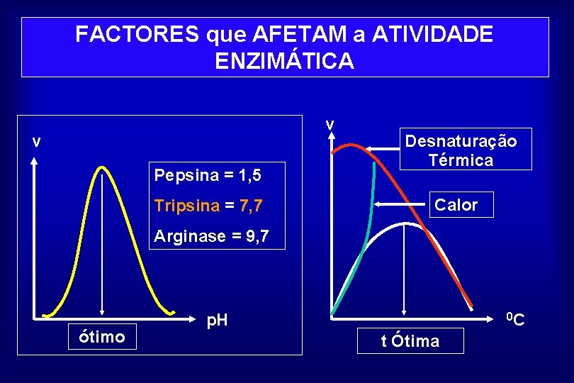 FACTORES que AFETAM a ATIVIDADE ENZIMÁTICA v v Pepsina = 1, 5 Tripsina =