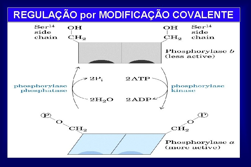 REGULAÇÃO por MODIFICAÇÃO COVALENTE 