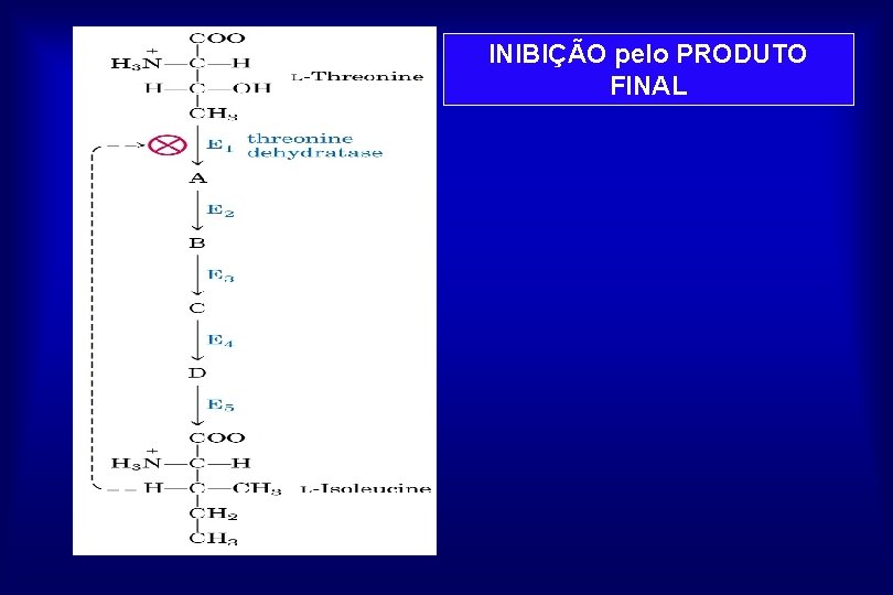 INIBIÇÃO pelo PRODUTO FINAL 