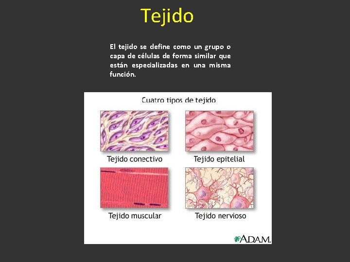 Tejido El tejido se define como un grupo o capa de células de forma
