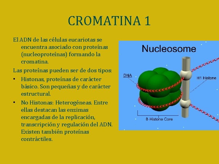 CROMATINA 1 El ADN de las células eucariotas se encuentra asociado con proteínas (nucleoproteínas)