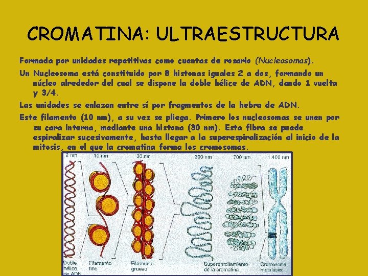 CROMATINA: ULTRAESTRUCTURA Formada por unidades repetitivas como cuentas de rosario (Nucleosomas). Un Nucleosoma está