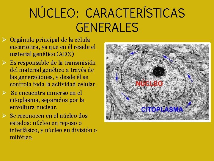 NÚCLEO: CARACTERÍSTICAS GENERALES Orgánulo principal de la célula eucariótica, ya que en él reside