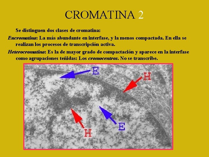 CROMATINA 2 Se distinguen dos clases de cromatina: Eucromatina: La más abundante en interfase,