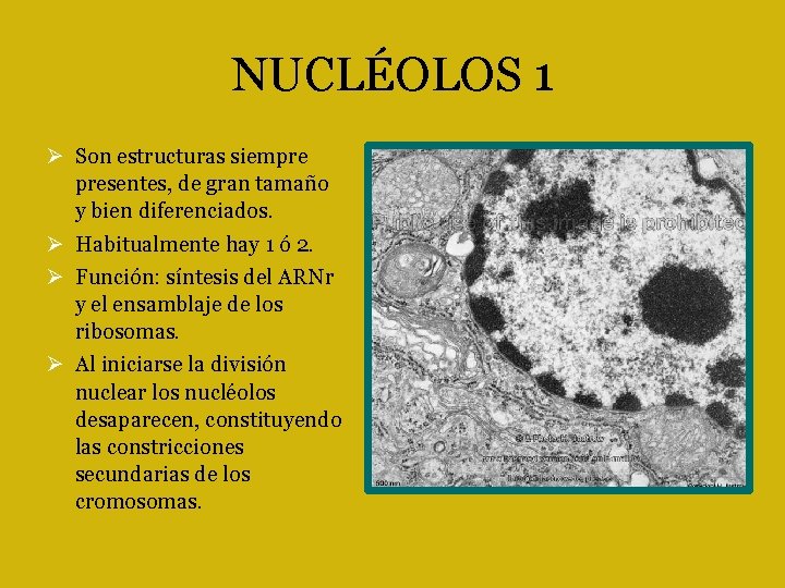 NUCLÉOLOS 1 Son estructuras siempre presentes, de gran tamaño y bien diferenciados. Habitualmente hay